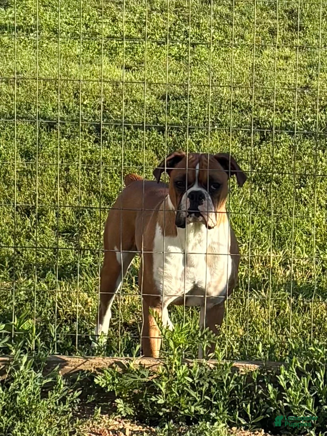 Boxer dogs for sale: Boxer - Image 5