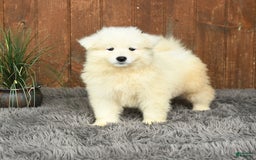 Samoyed dogs for sale: Daffodil - Image 5