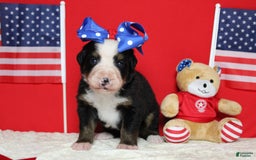 Bernese Mountain Dog dogs for sale: Pebbles - Image 52