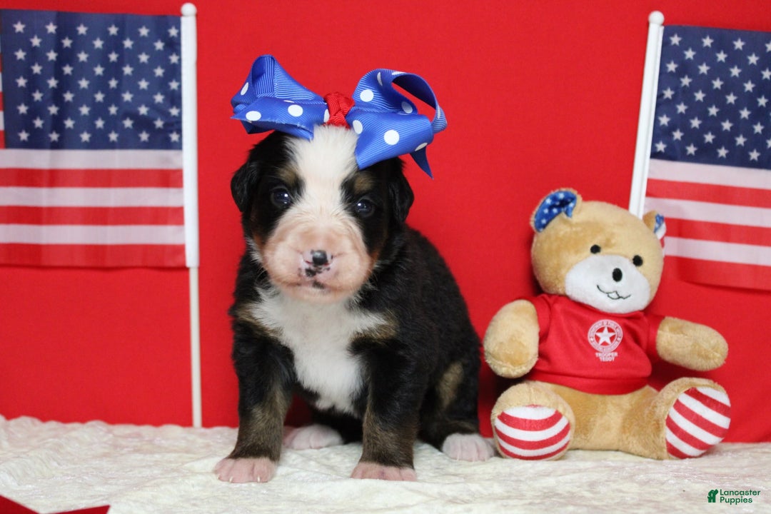 Bernese Mountain Dog dogs for sale: Pebbles - Image 52