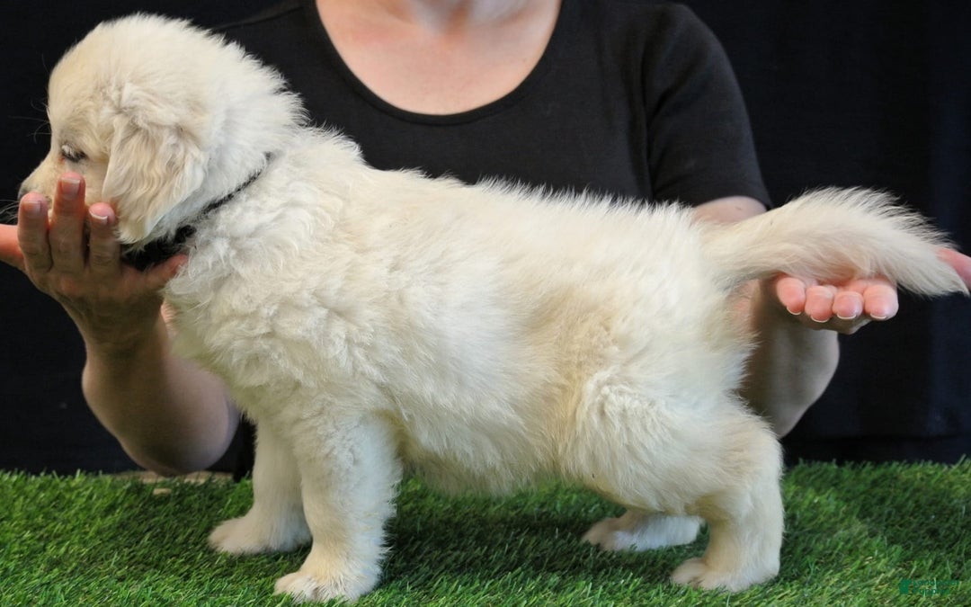 Golden Retriever dogs for sale: Bella - Image 2
