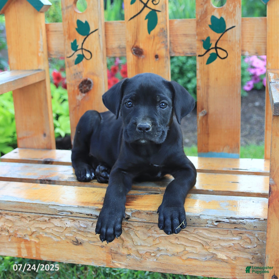 Cane Corso dogs for sale: Kelsey - Image 1