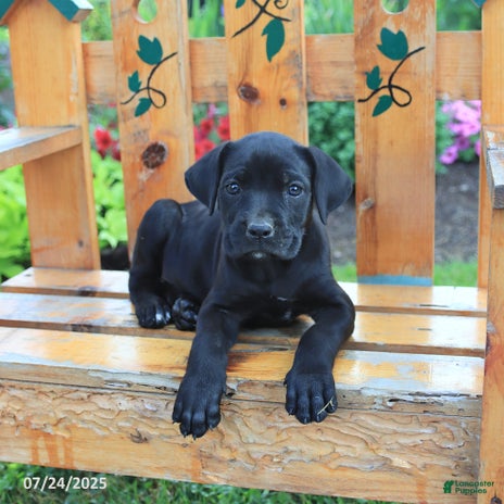 Cane Corso dogs for sale - Ad 2