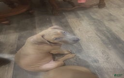 American Bully dogs for sale: Big Hoss - Image 50