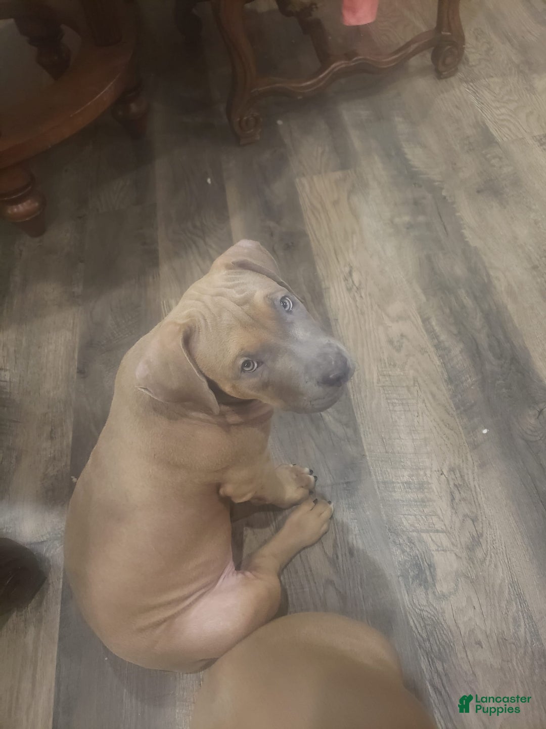 American Bully dogs for sale: Big Hoss - Image 50