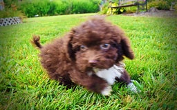 Havapoo dogs for sale: Benson - Image 11