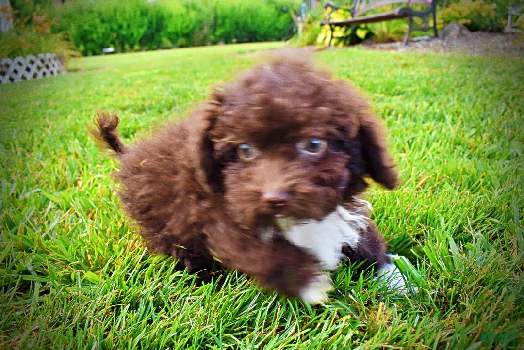 Havapoo dogs for sale: Benson - Image 11