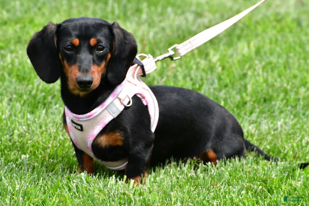 Miniature Dachshund dogs for sale: Teddy - Image 9