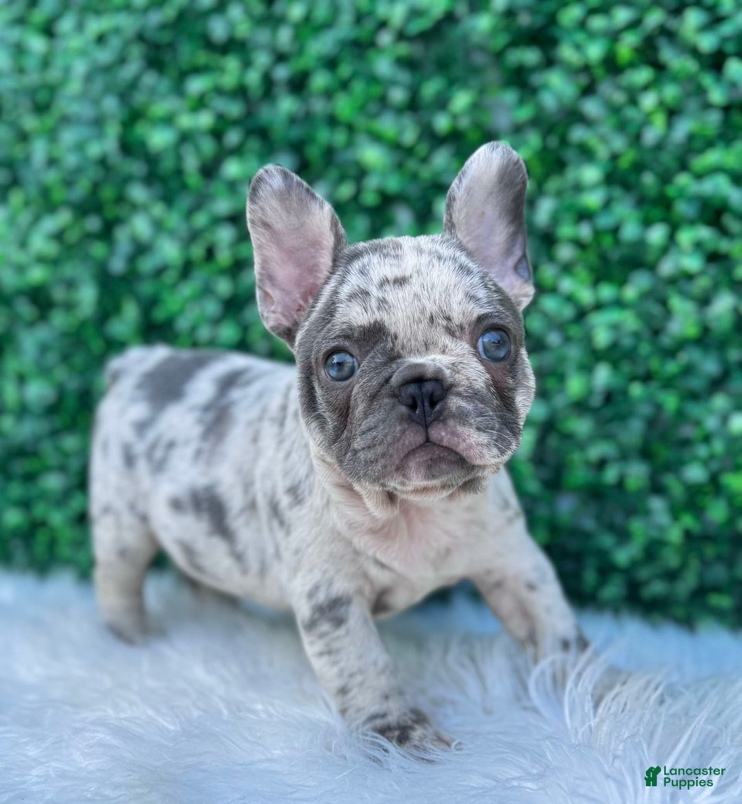 French Bulldog dogs for sale: Dixie - Image 7