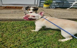 French Bulldog dogs for sale: Kilo - Image 1