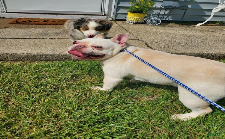 French Bulldog dogs for sale - Ad 1