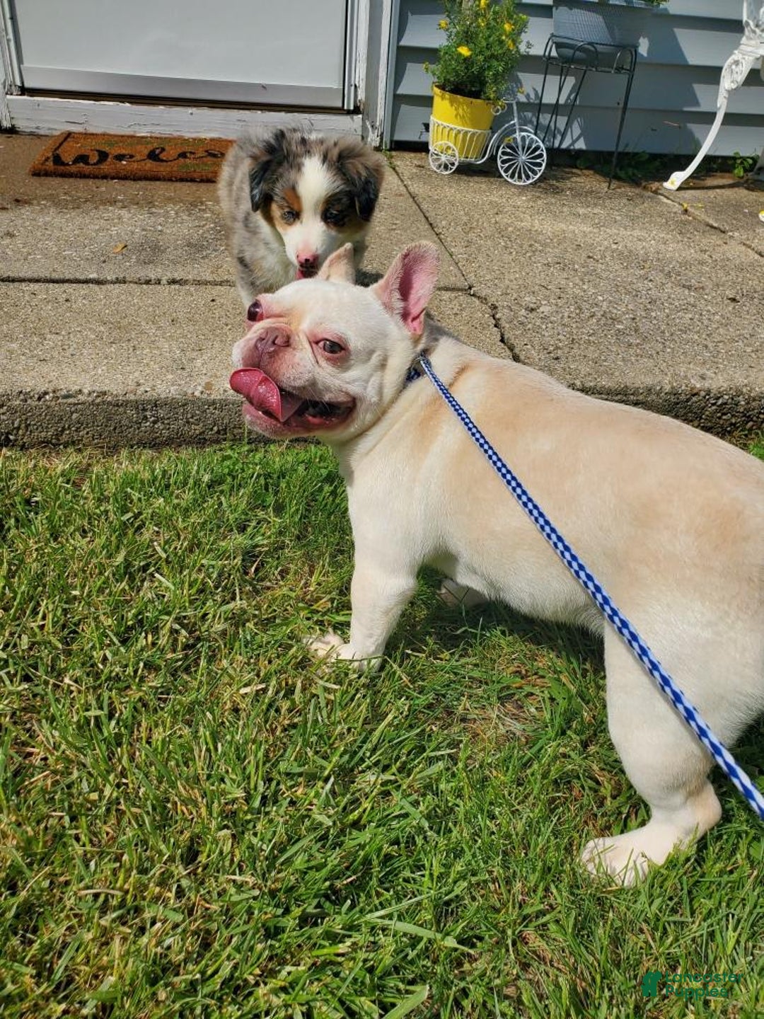 French Bulldog dogs for sale: Kilo - Image 1