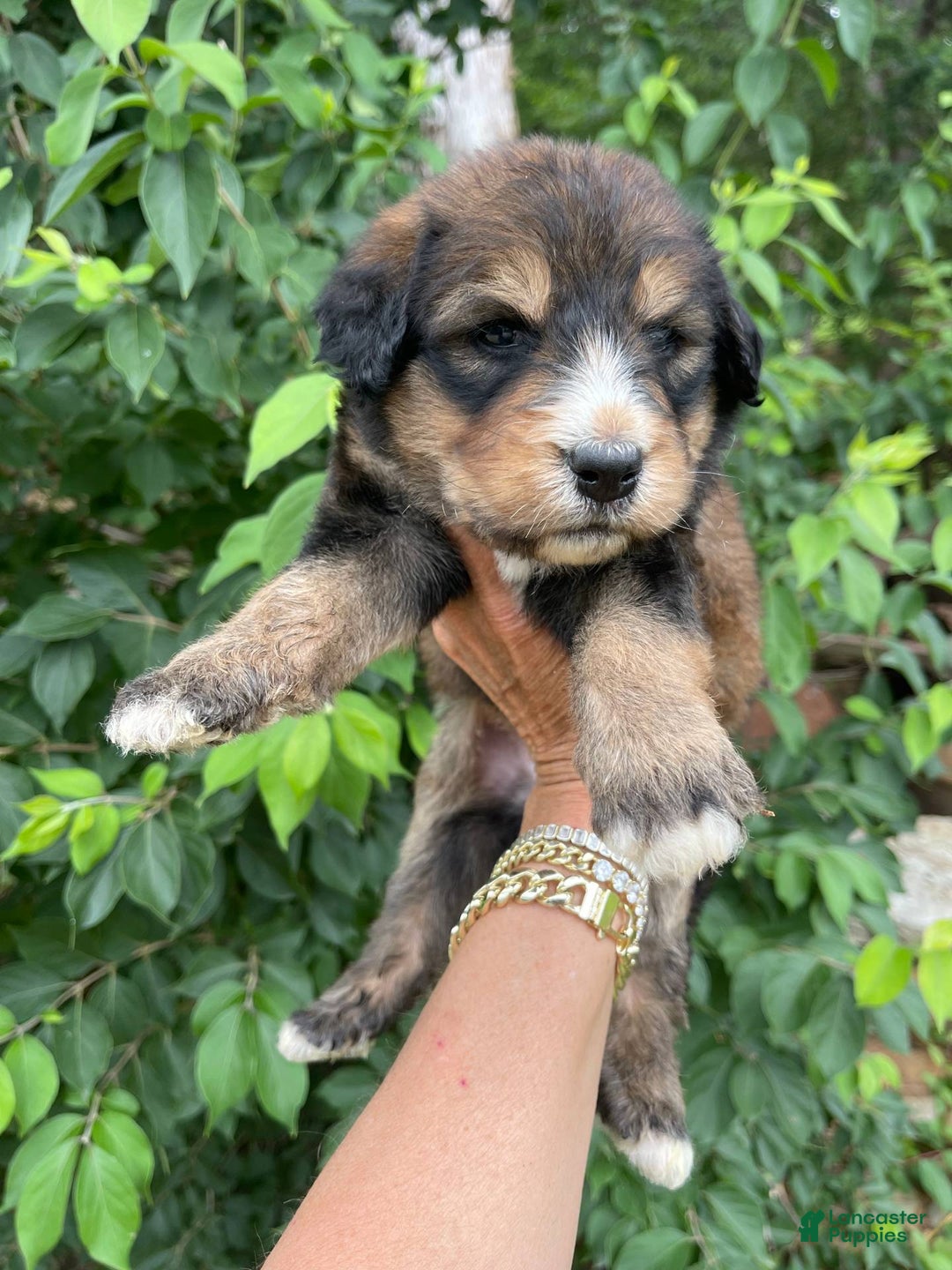 Bernedoodle dogs for sale: Mango - Image 8