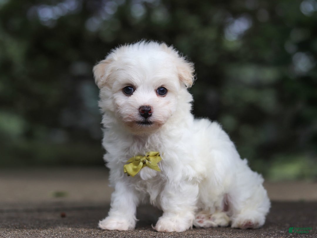 Havanese dogs for sale: Bryon - Image 10