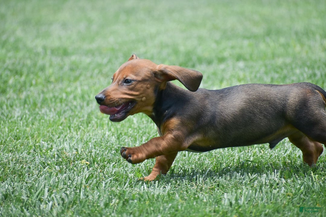 Dachshund dogs for sale: Weston - Image 5