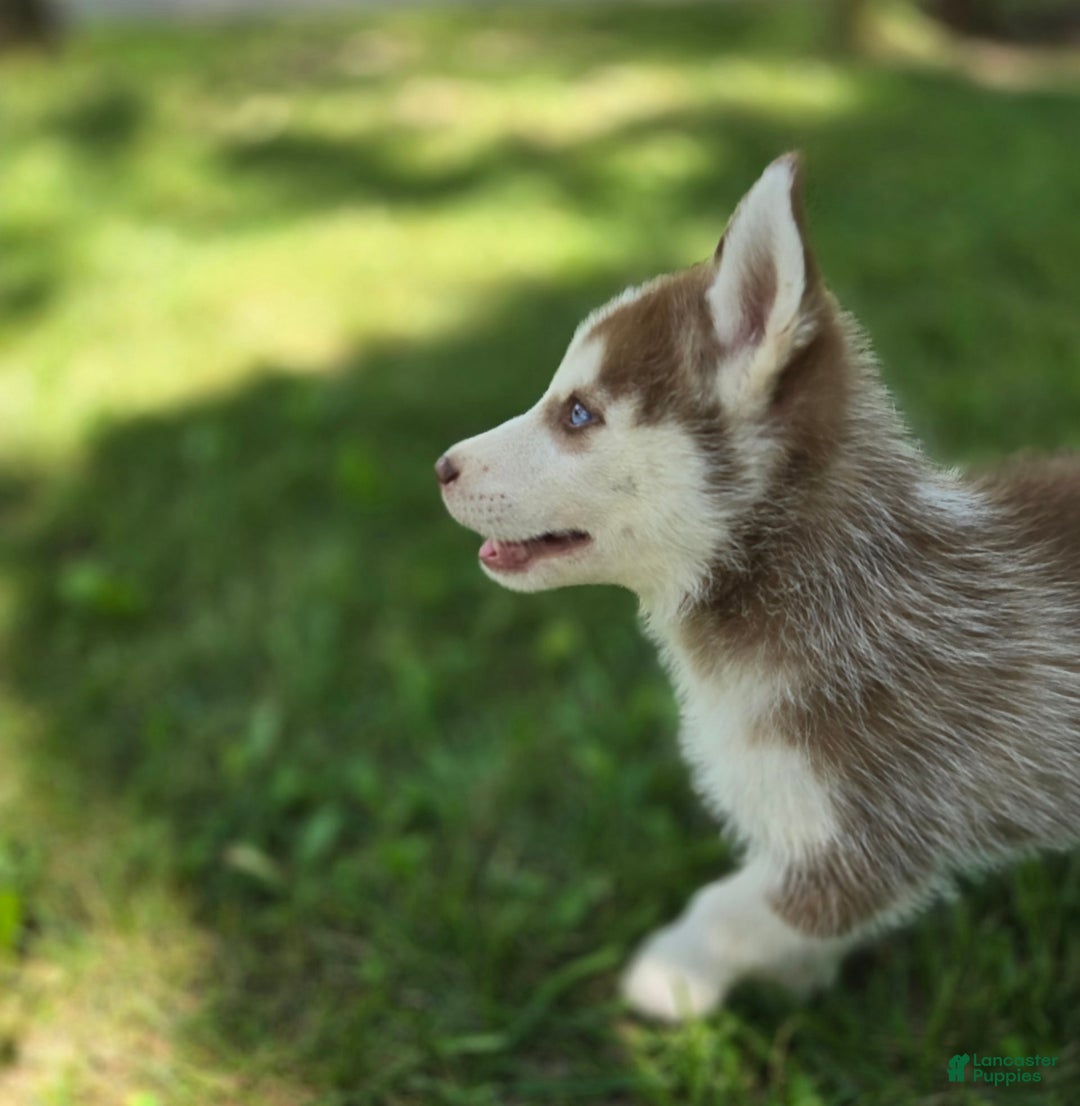 Siberian Husky dogs for sale: Ash - Image 5