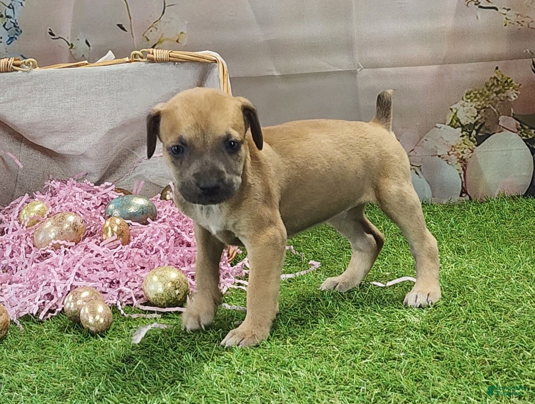 Catahoula Leopard Dog dogs for sale: Goldie 2025 F3 - Image 1