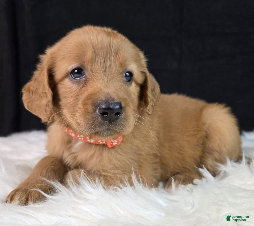 Goldendoodle dogs for sale: Robyn - Image 2