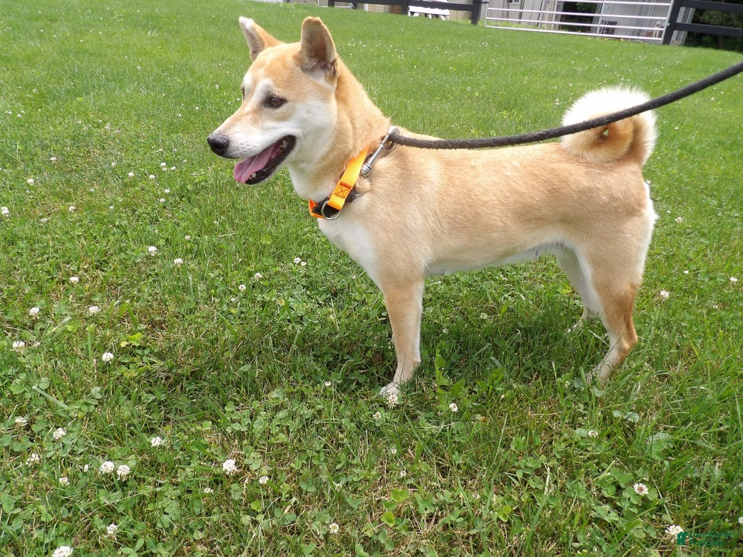 Shiba Inu dogs for sale: Red Bird - Image 1