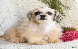 Shih Tzu dogs for sale: Mocha - Image 16