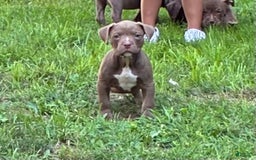 American Bully dogs for sale: Moe - Image 11