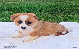 Welsh Corgi Pembroke dogs for sale: Rex - Image 2