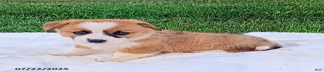 Rex