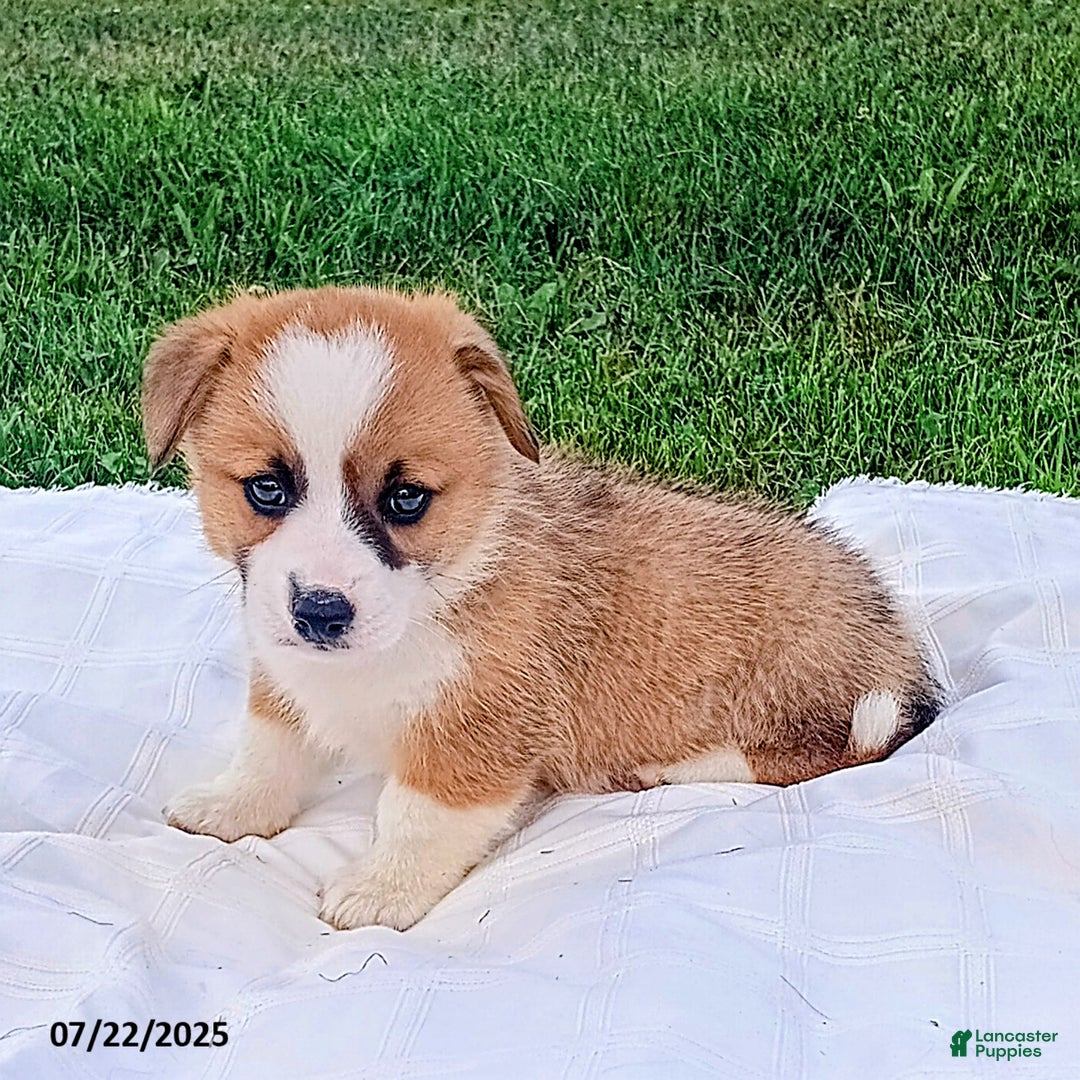 Welsh Corgi Pembroke dogs for sale: Rex - Image 2