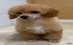 Miniature Poodle dogs for sale: Oliver - Image 2