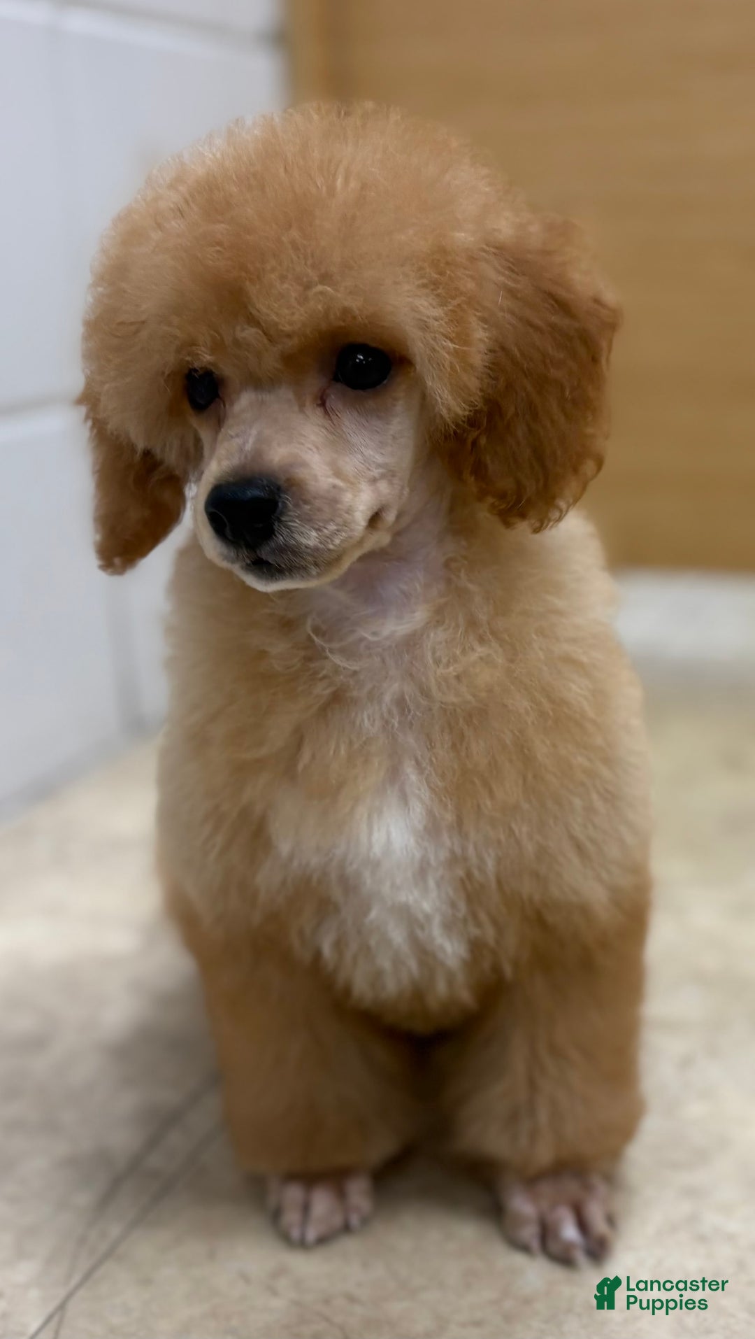 Miniature Poodle dogs for sale: Oliver - Image 2