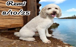 Sheepadoodle dogs for sale: Larry - Image 3