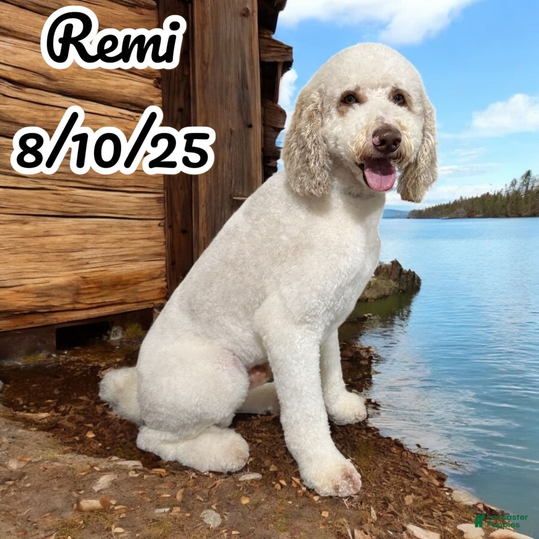 Sheepadoodle dogs for sale: Larry - Image 3