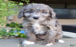 Mini Aussiedoodle dogs for sale: Mini Ava - Image 28