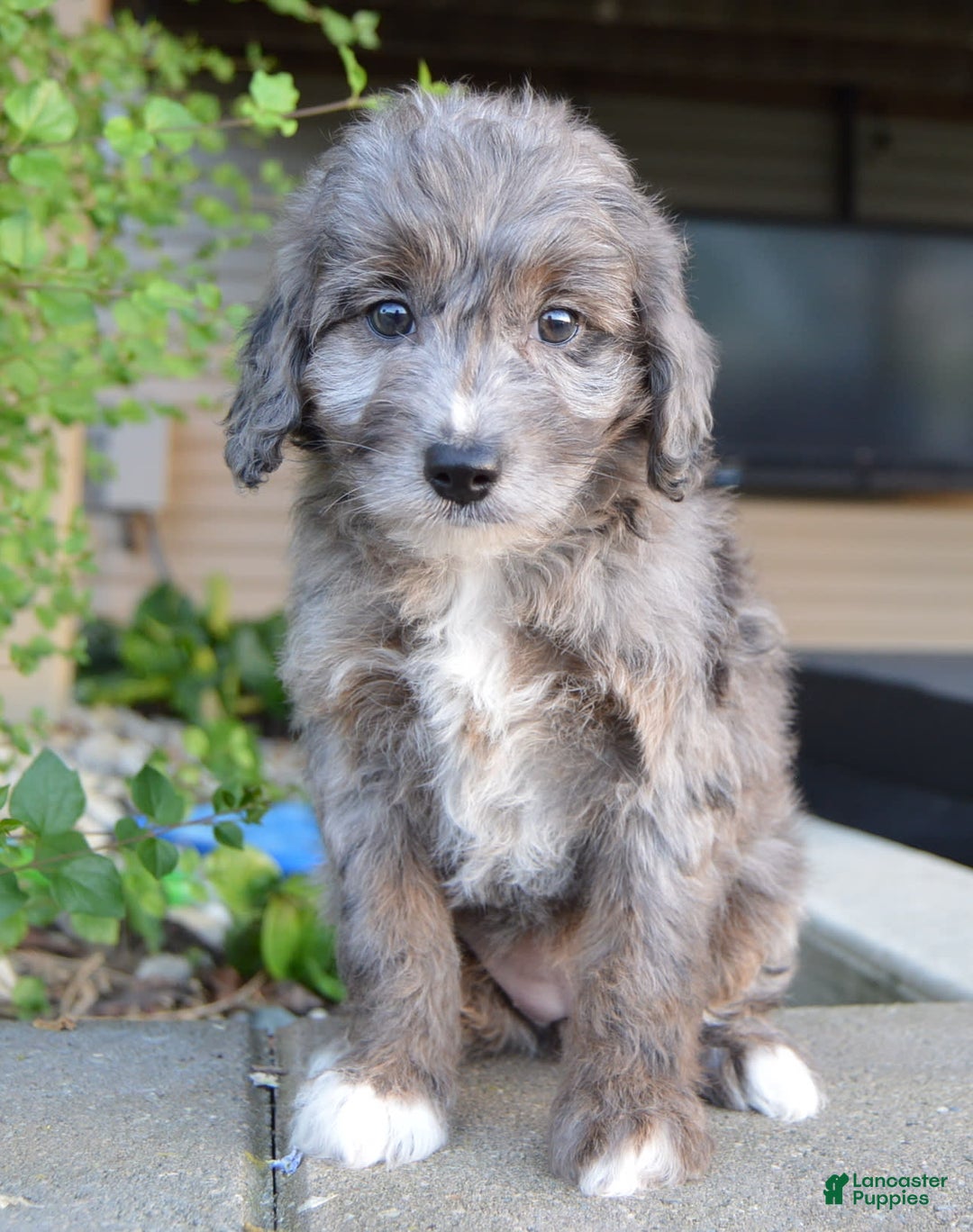 Mini Aussiedoodle dogs for sale: Mini Ava - Image 28