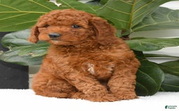 Mini Goldendoodle dogs for sale: Nala - Image 6
