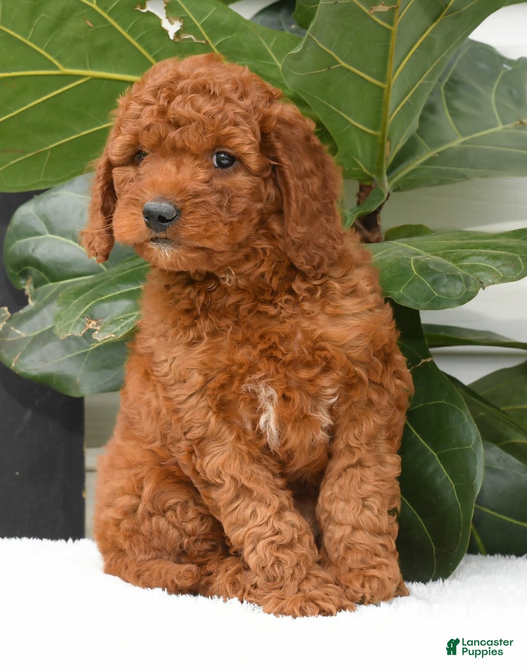 Mini Goldendoodle dogs for sale: Nala - Image 6