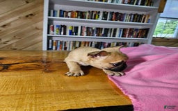French Bulldog dogs for sale: Bell - Image 4