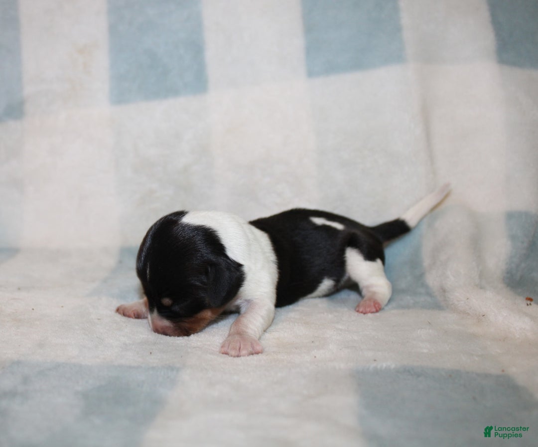 Miniature Dachshund dogs for sale: Mickey Mini - Image 2