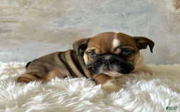 English Bulldog dogs for sale: Bomba - Image 2