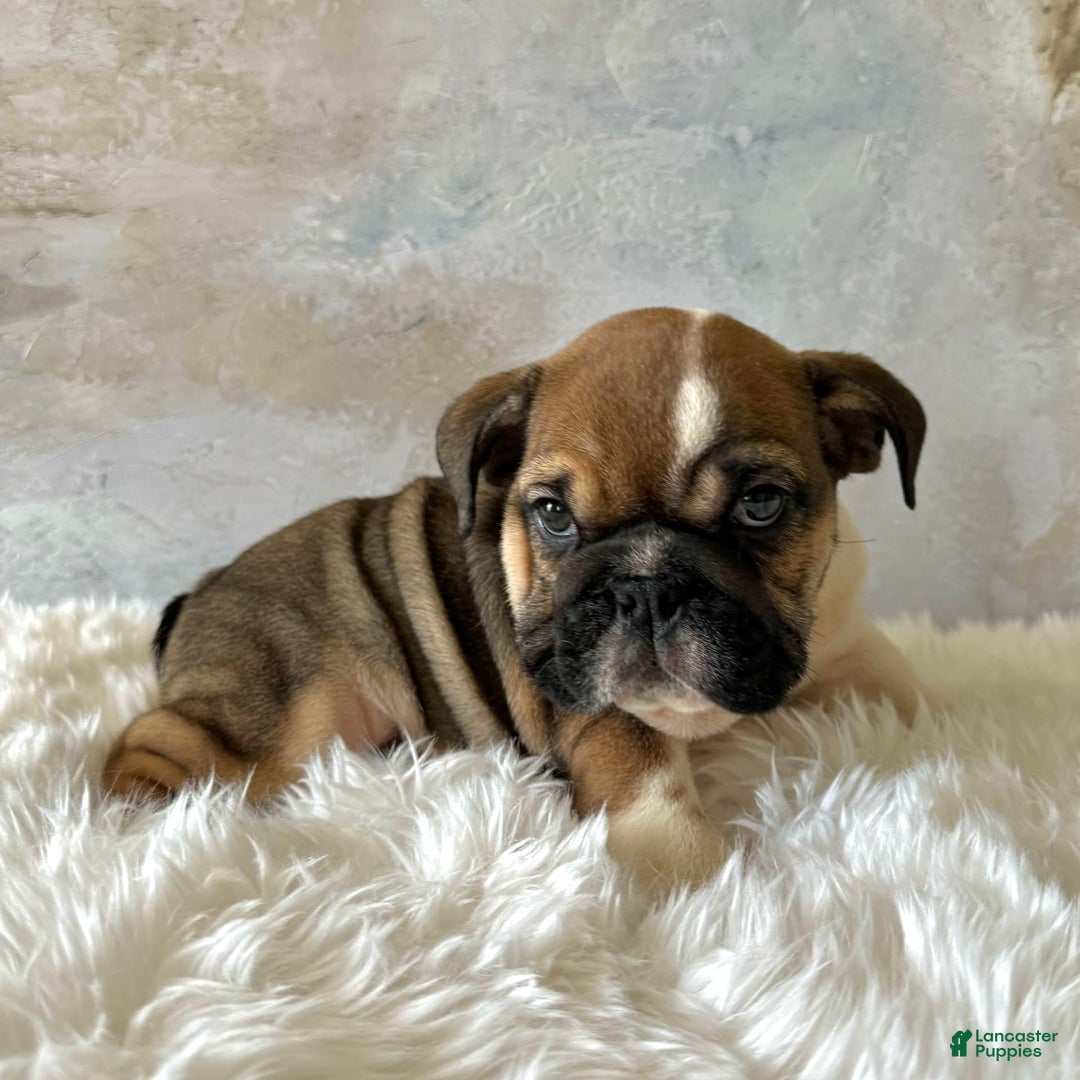 English Bulldog dogs for sale: Bomba - Image 2