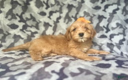 Cavapoo dogs for sale: Ziggy - Image 8
