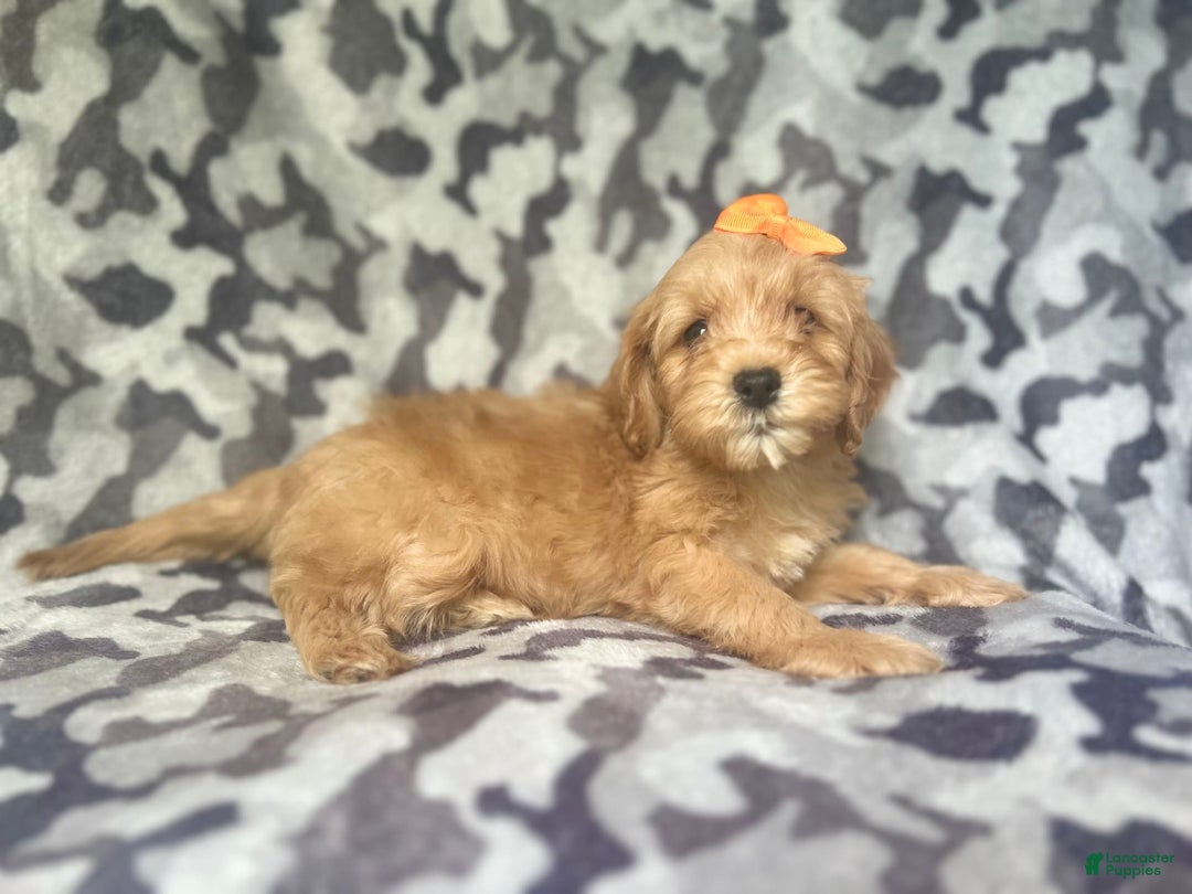 Cavapoo dogs for sale: Ziggy - Image 8
