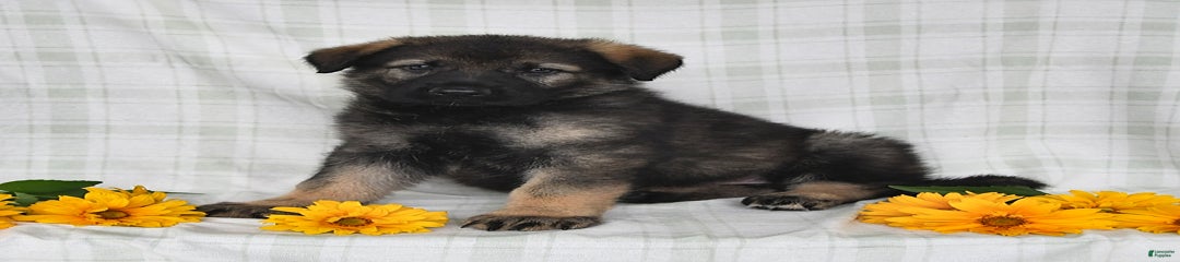 Jill