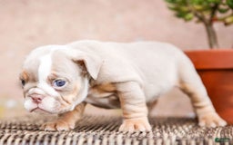 English Bulldog dogs for sale: Truffles - Image 15