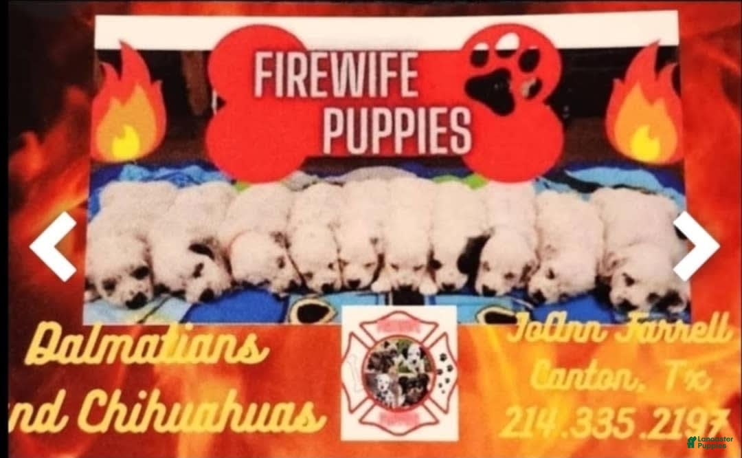 Dalmatian dogs for sale: Peppers Tan Boy - Image 11