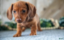 Miniature Dachshund dogs for sale: Miniature Dachshund 4 puppies - Image 5