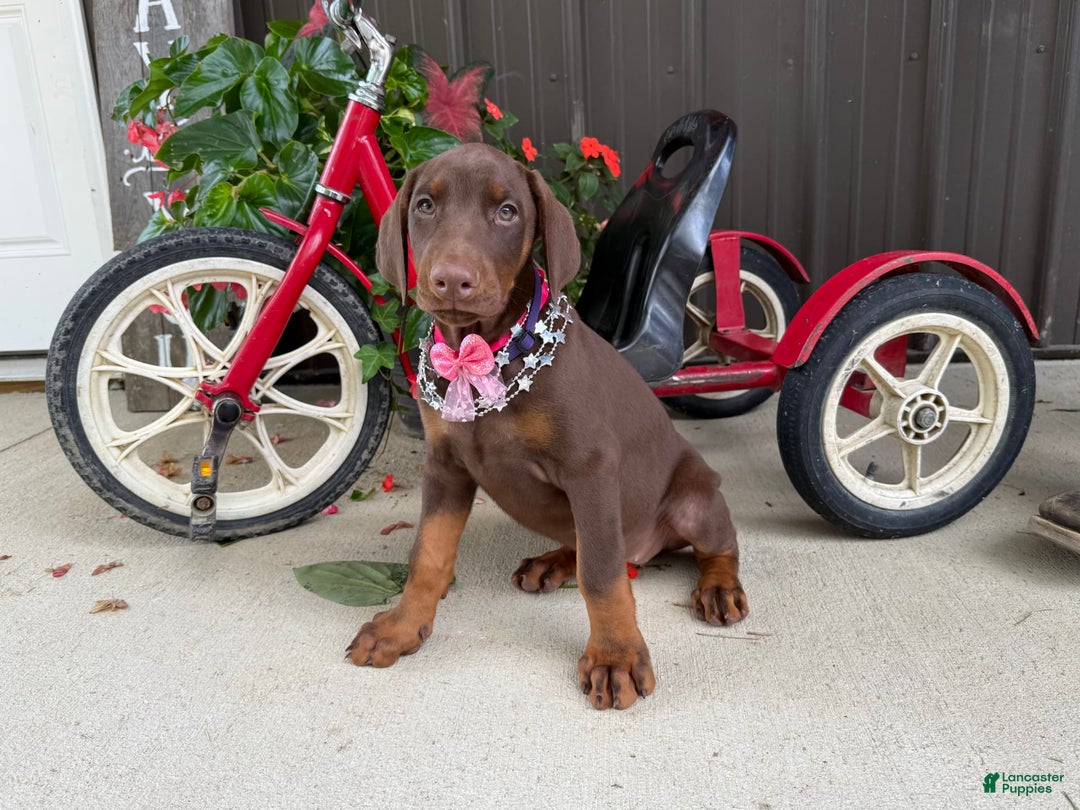 Doberman Pinscher dogs for sale: Margi - Image 4