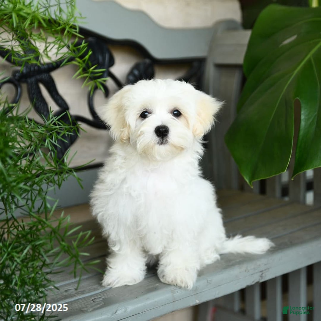 Maltese dogs for sale: Freya - Image 7