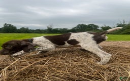 German Shorthaired Pointer dogs for sale: Copper - Image 4