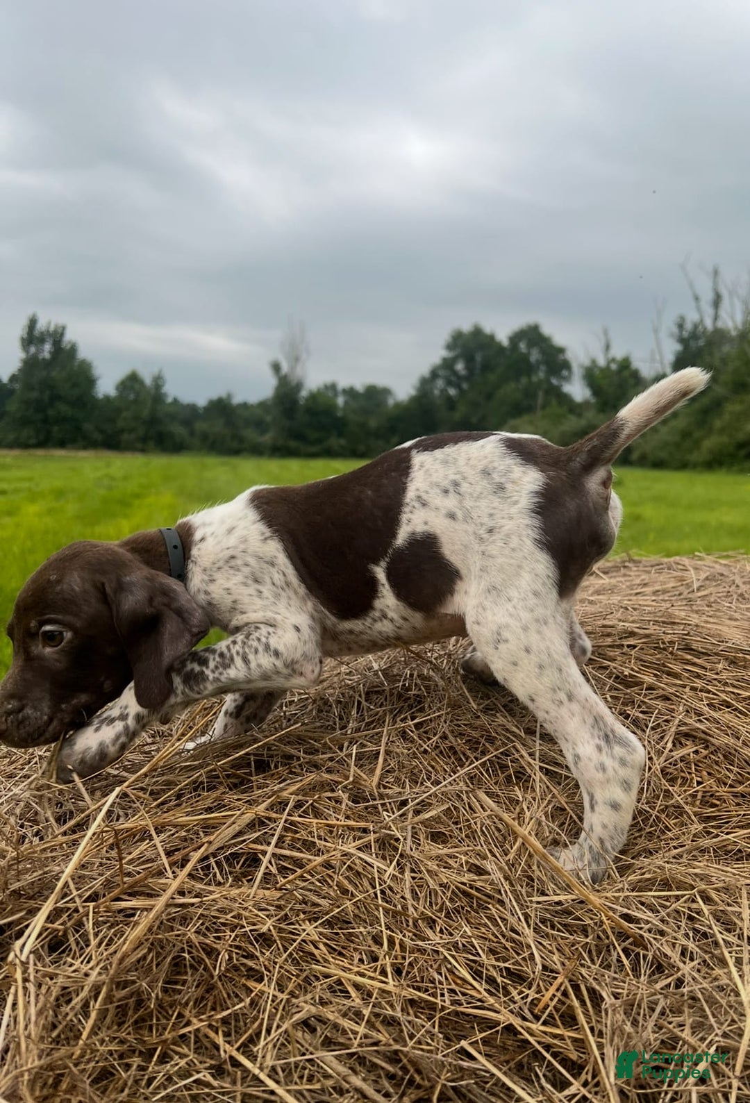 German Shorthaired Pointer dogs for sale: Copper - Image 4